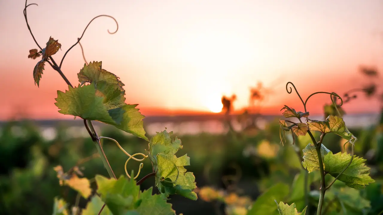 Vue d'une vigne au coucher du soleil, symbolisant l'expérience sensorielle du 5ème sens du vin, qui combine la dégustation de vin et la musique pour créer une immersion unique.