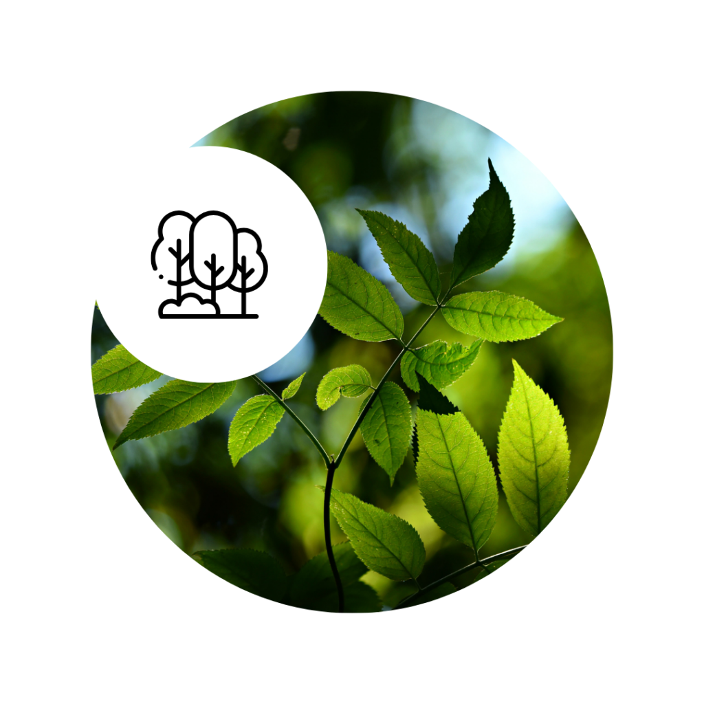 Gros plan sur des feuilles vertes symbolisant la durabilité et l'écologie sonore.